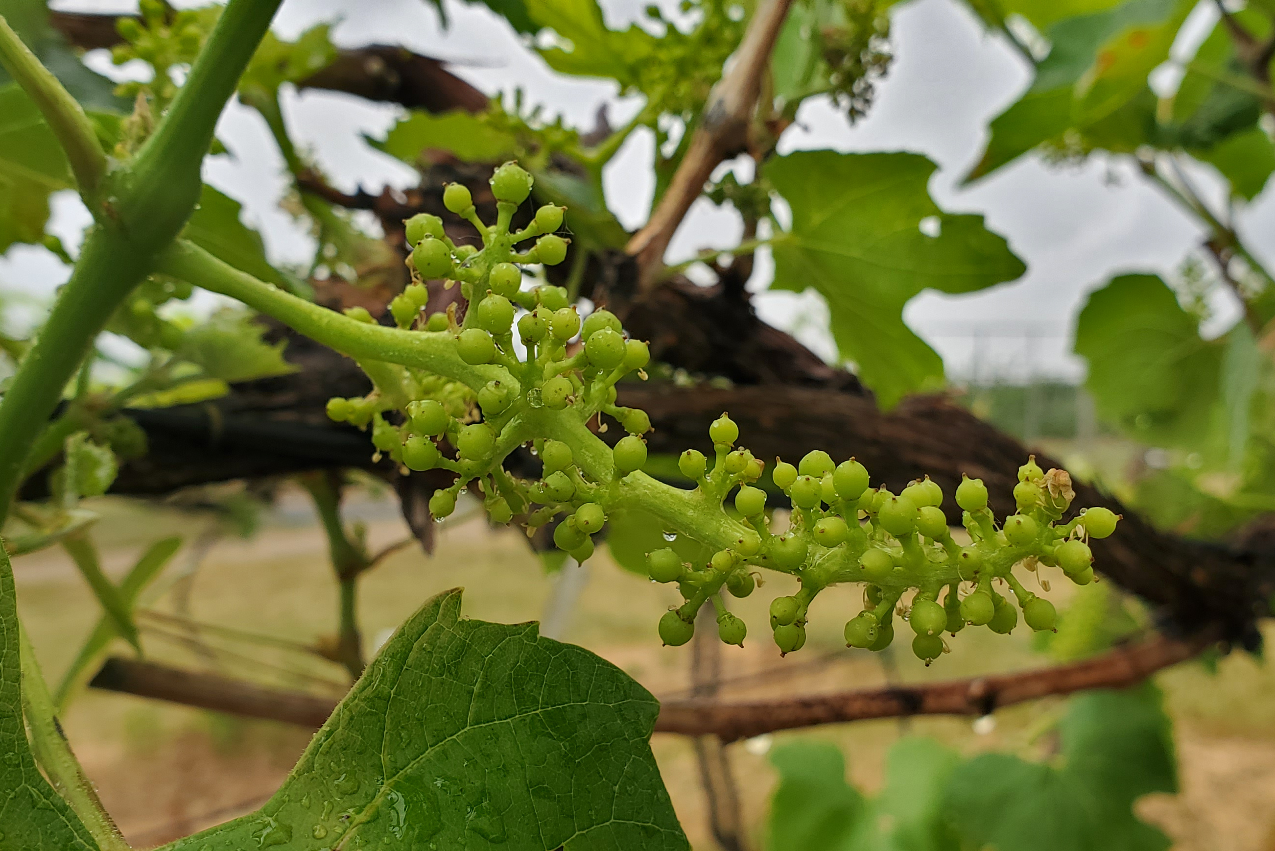 Michigan Grape Scouting Report – June 9, 2021 - Grapes