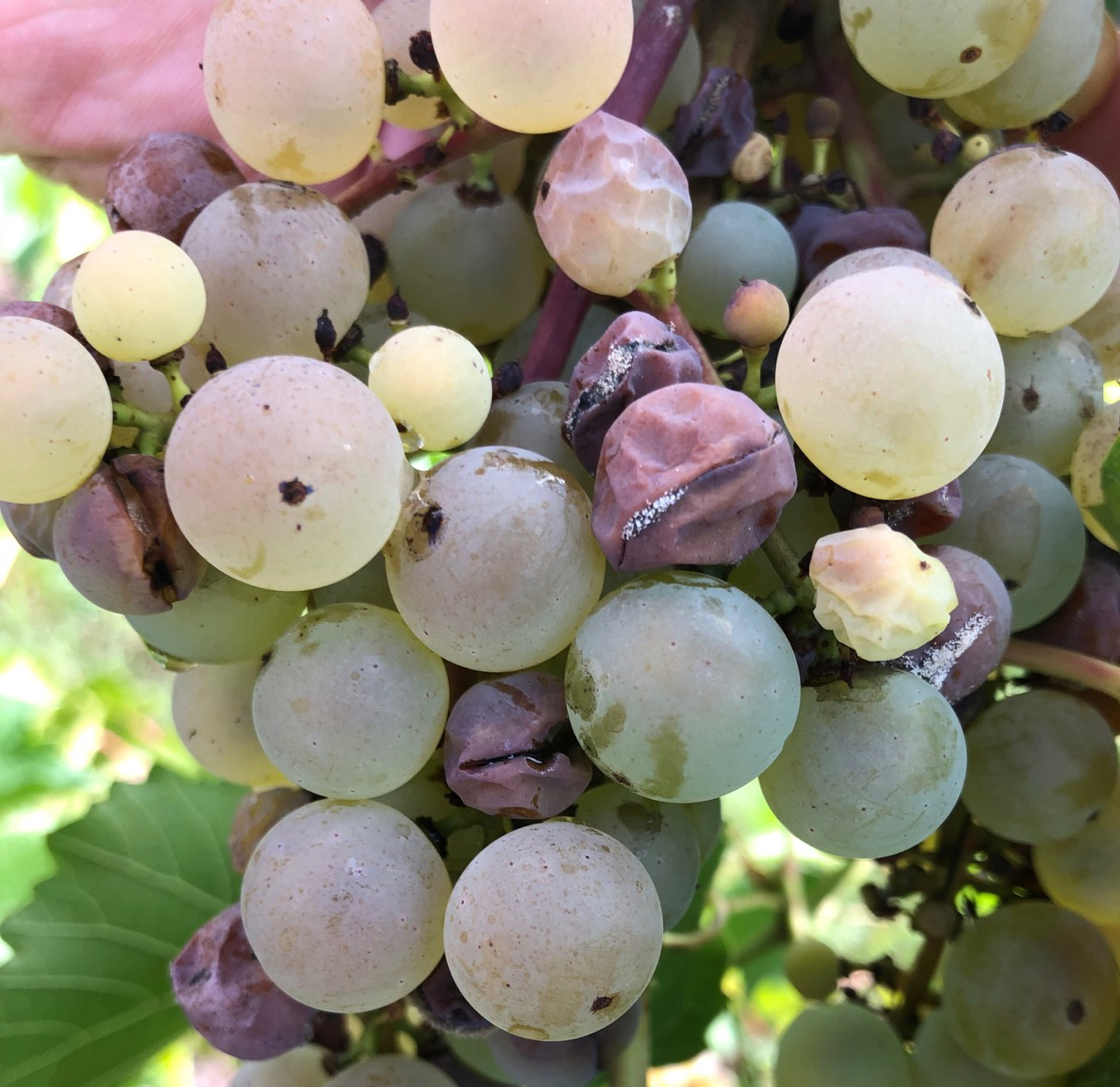 Серая гниль винограда. Botrytis cinerea на винограде. Серая гниль винограда фото. Чем обработать виноград от гнили.