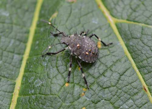 Brown marmorated stink bug trap in Michigan vineyard