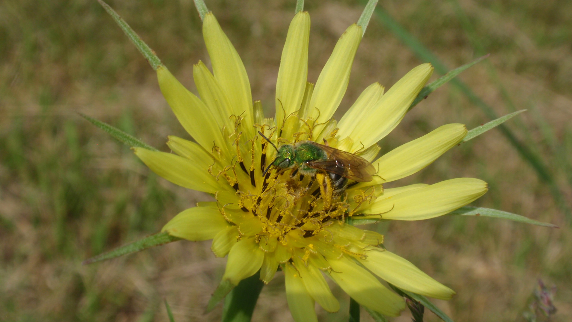 Beneficial Pollinators: Honey Bees and Bicolored Striped-Sweat Bee