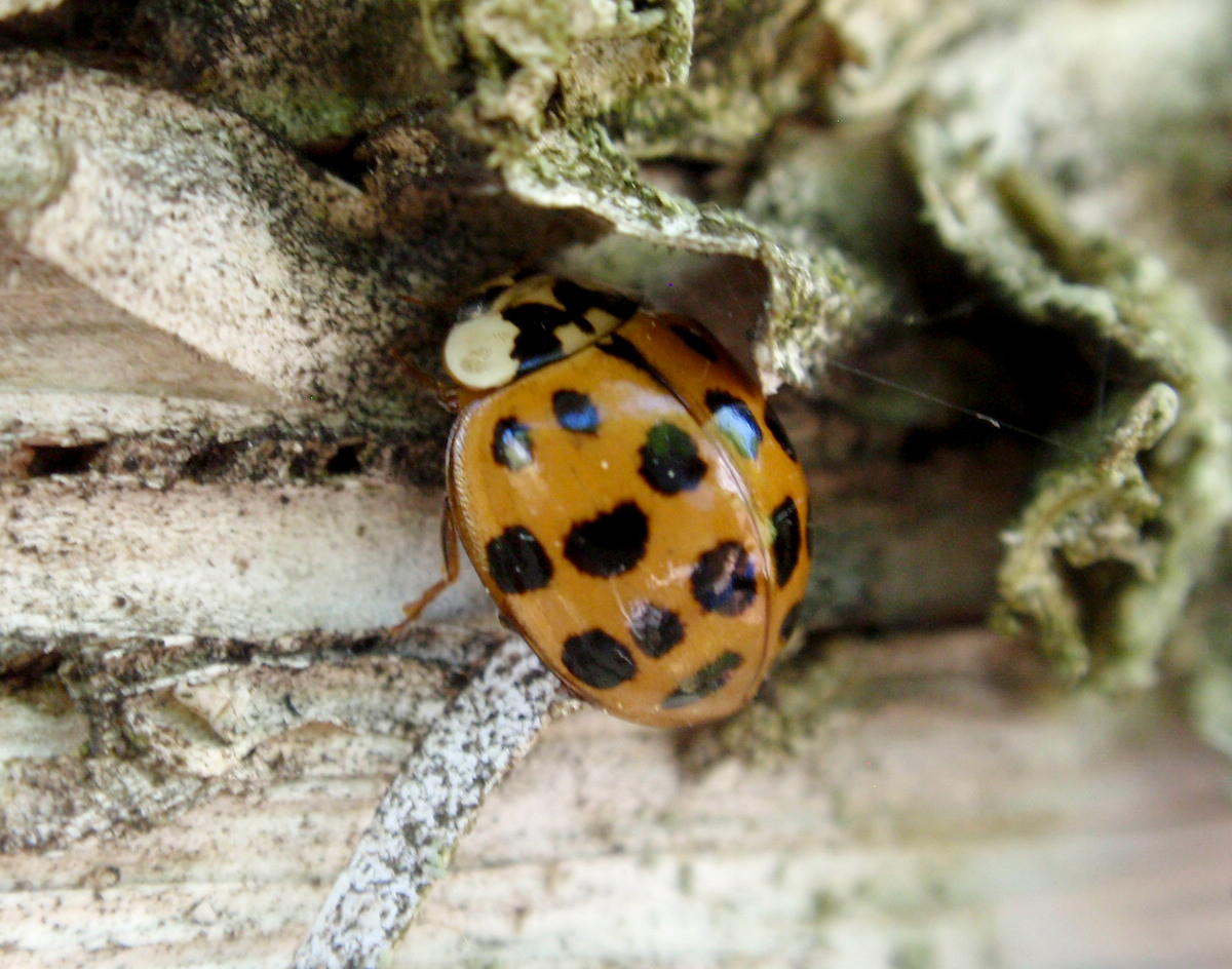 Why are there lady bugs on my windowsill? - MSU Extension