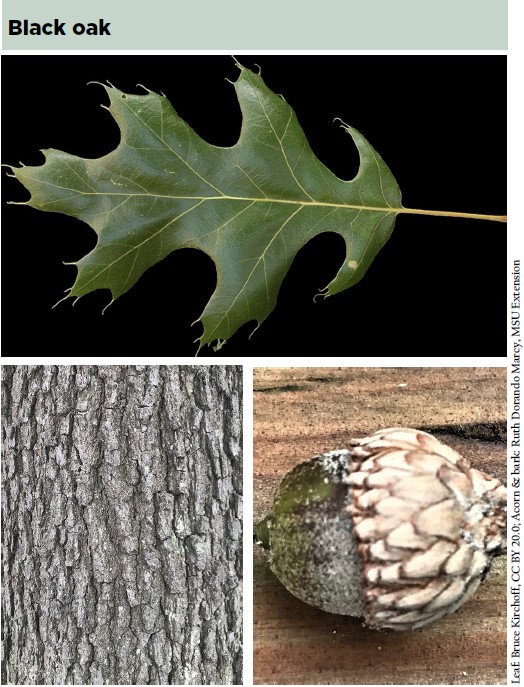 black oak leaf identification