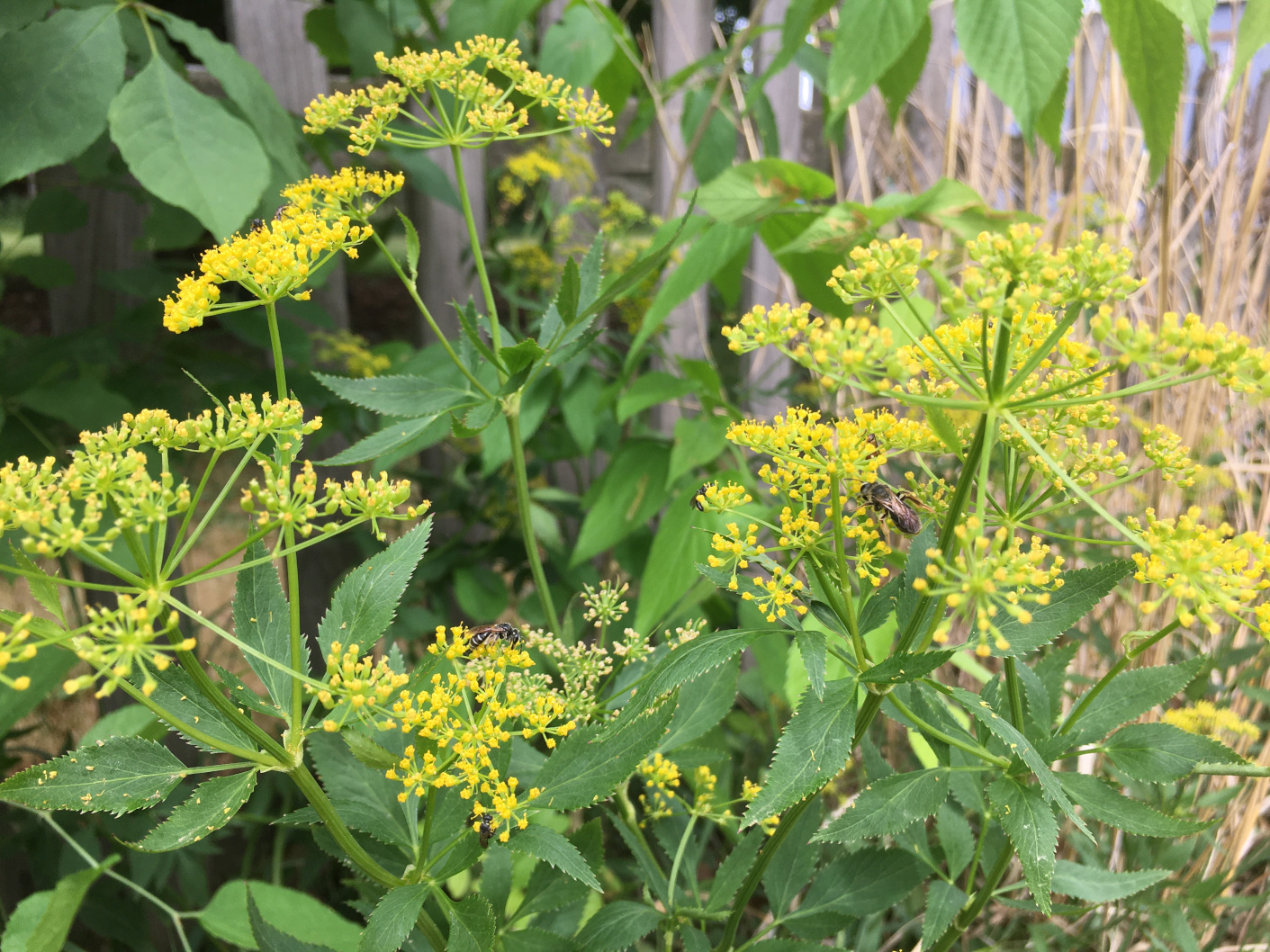 Bright yellow flowers