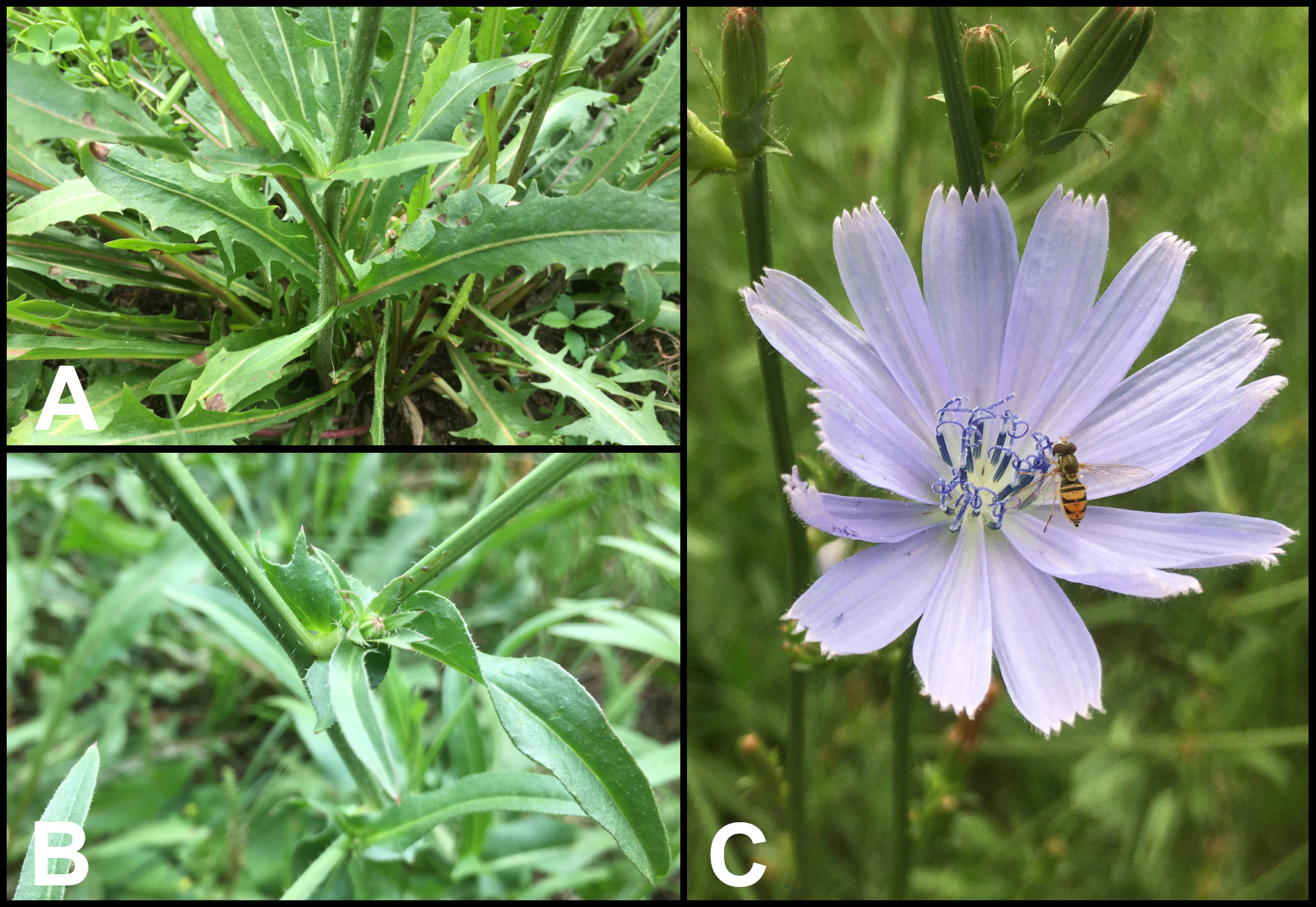 Drive-by Botany: Chicory And Common Mullein - Gardening In Michigan