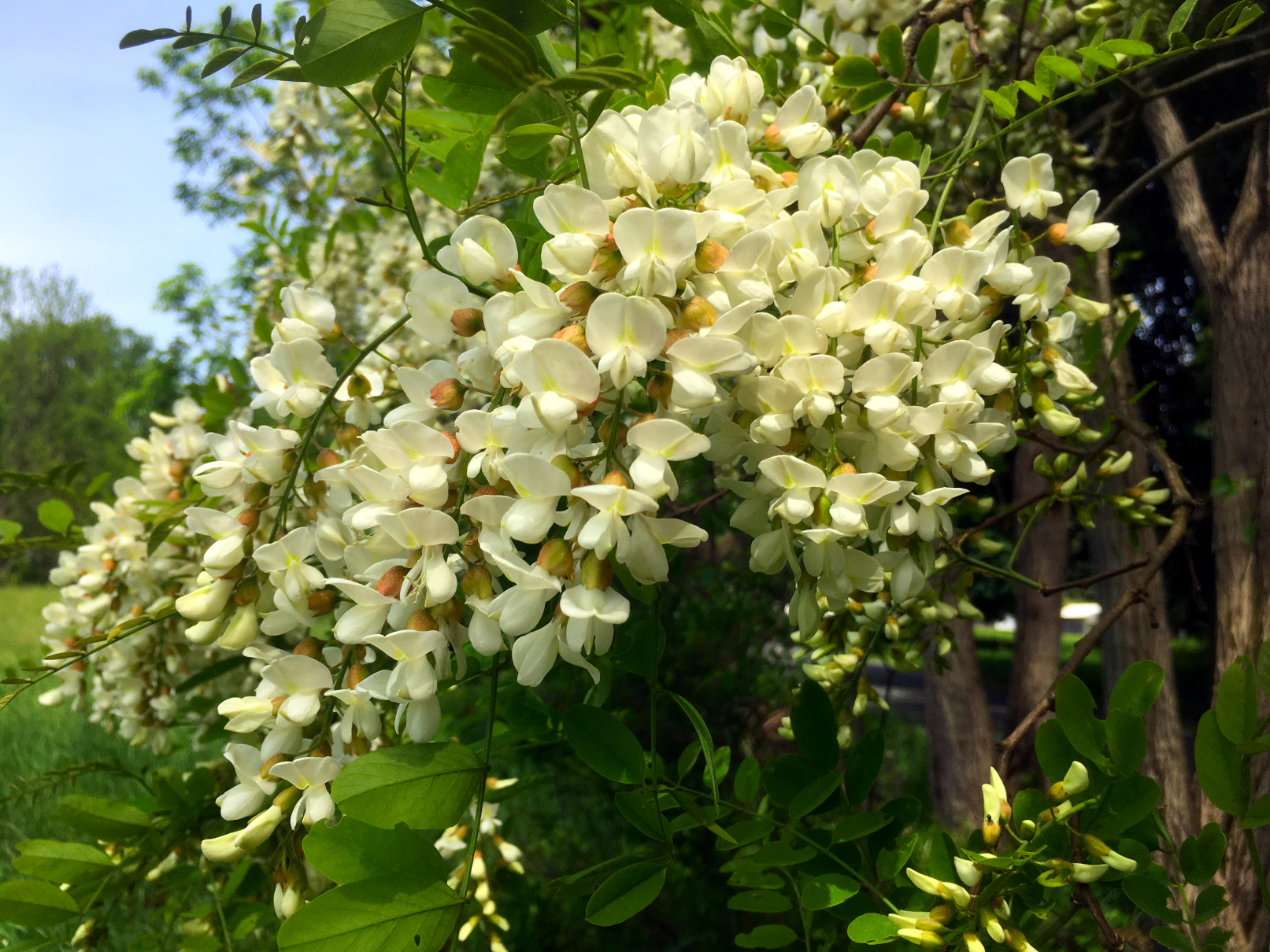 Black locust flowers.