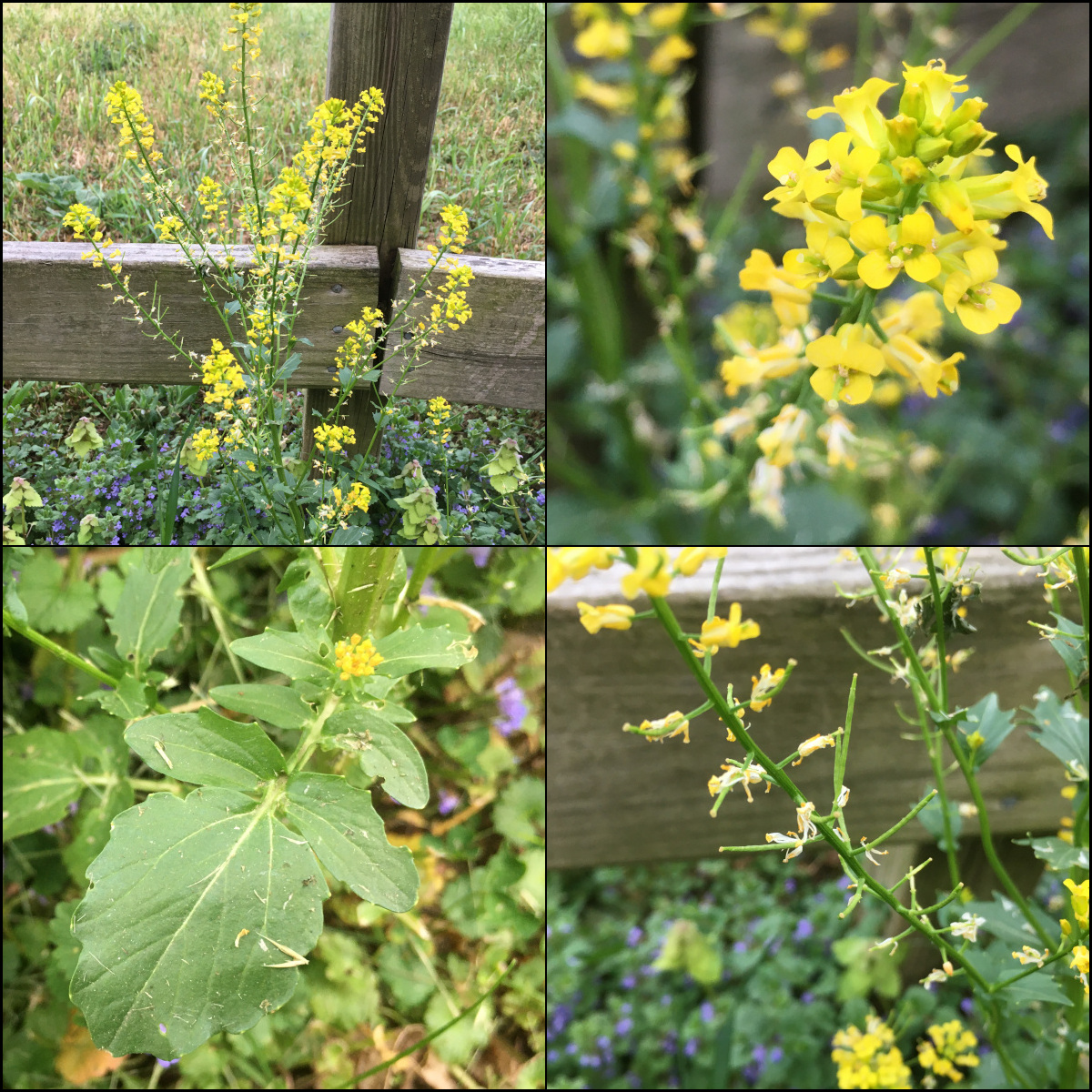 Drive-by botany: Yellow rocket and Dame's rocket - Gardening in ...