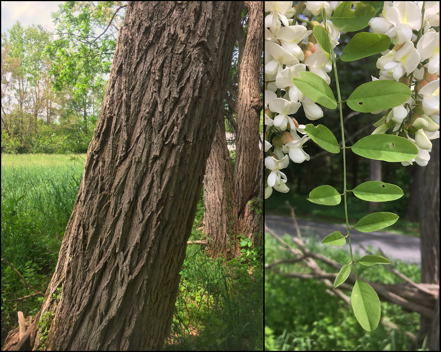 black locust tree identification