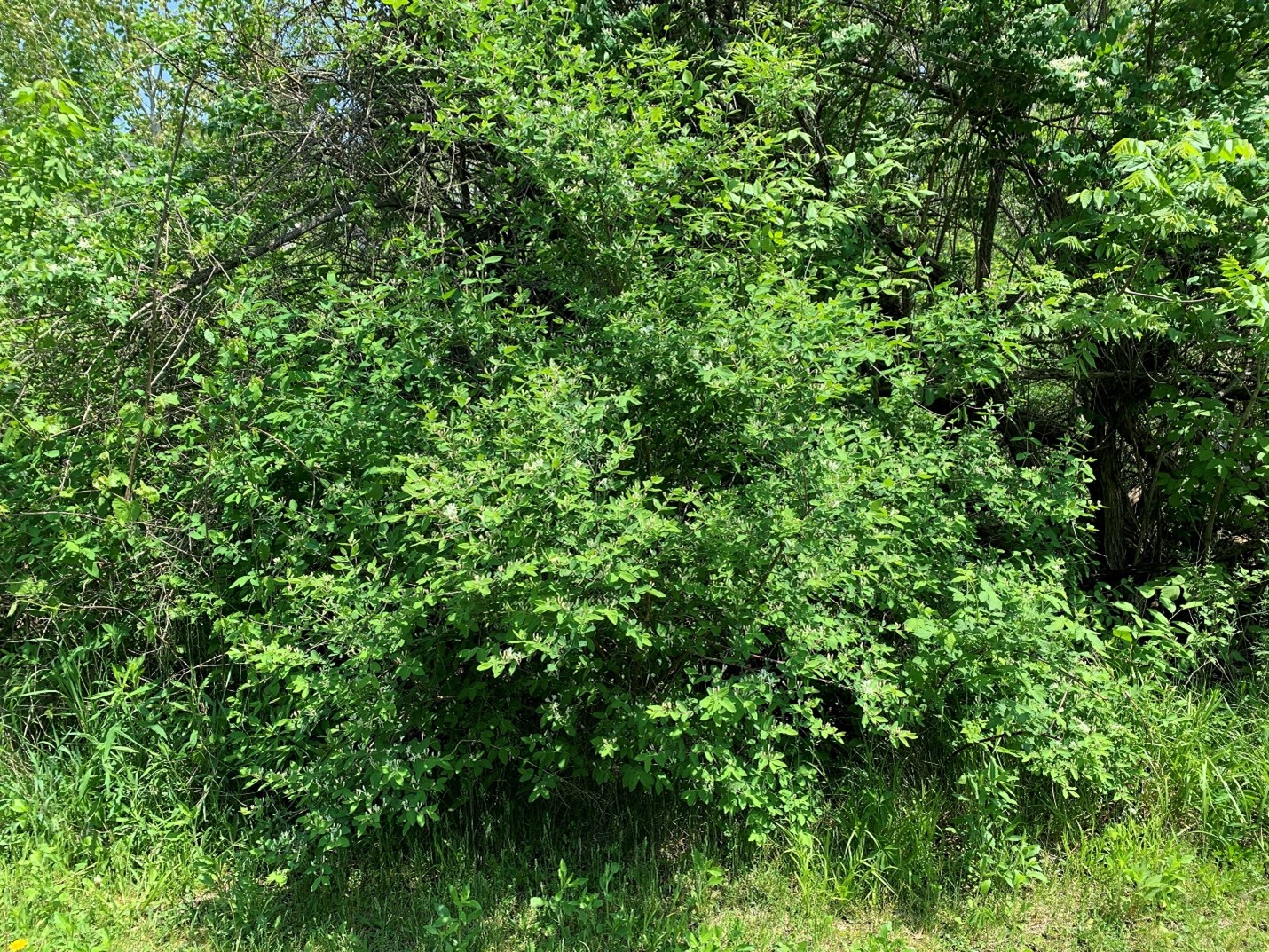 Growth habit of Morrow’s honeysuckle on the roadside.