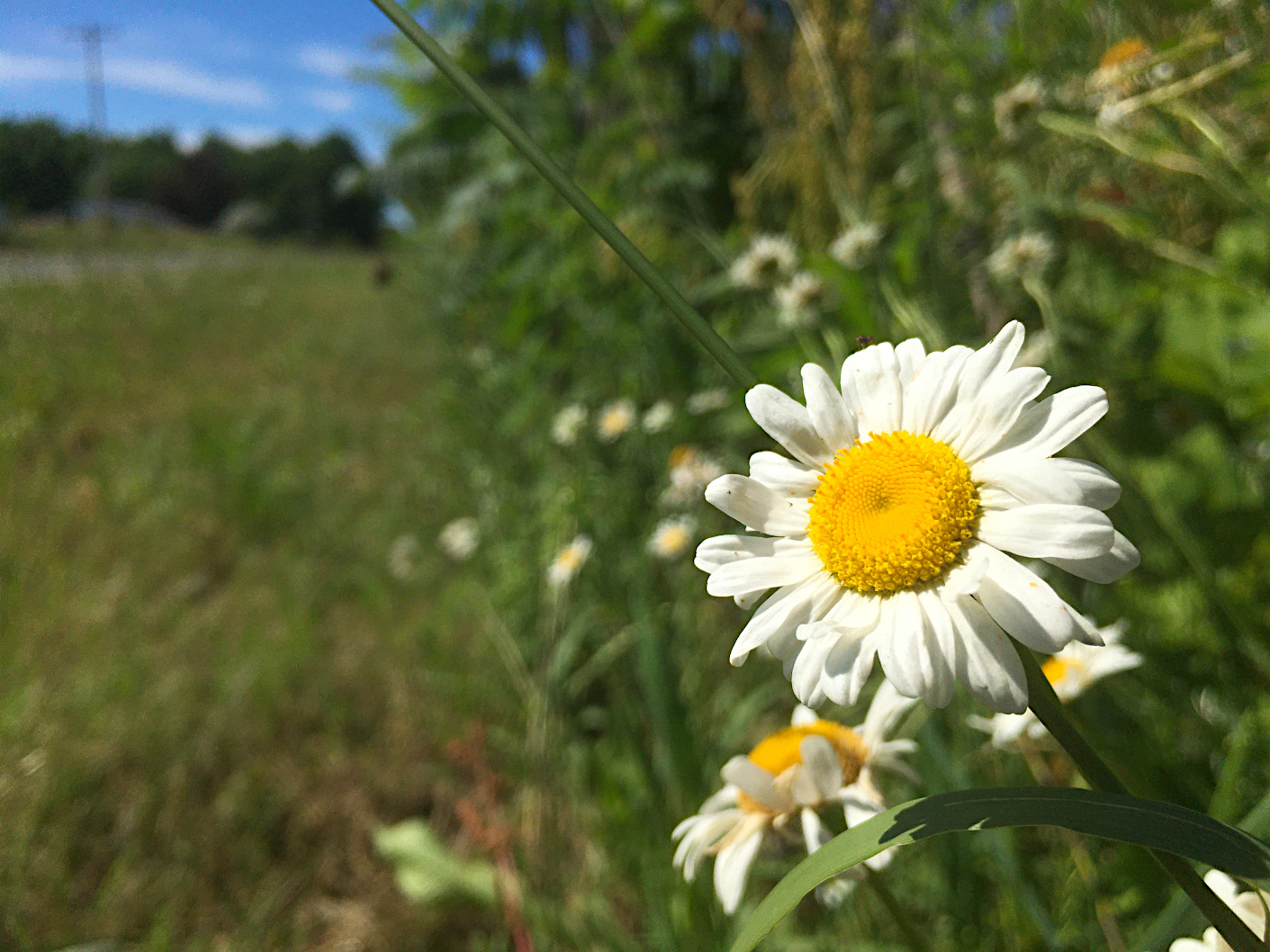 Daisy - planting, care, blooming of oxeye, the 5th anniversary