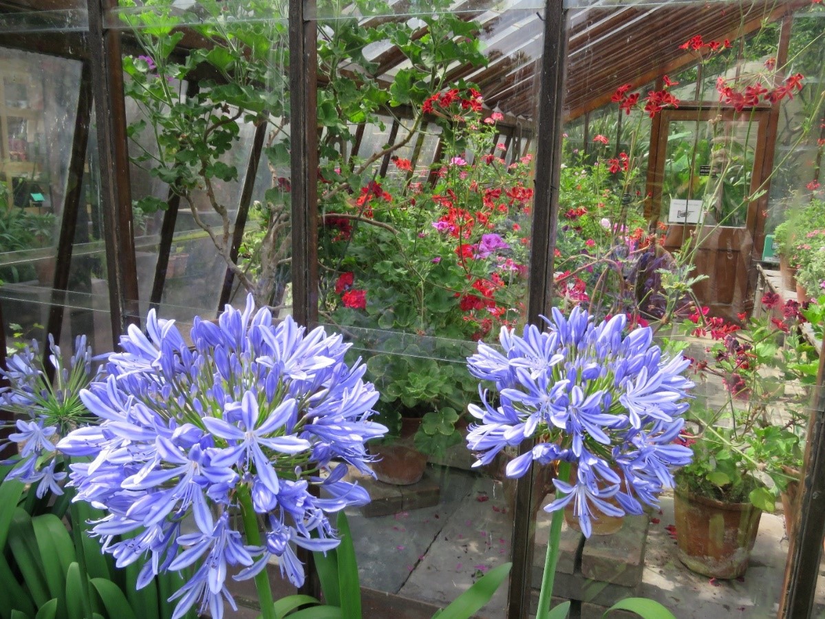 Agapanthus