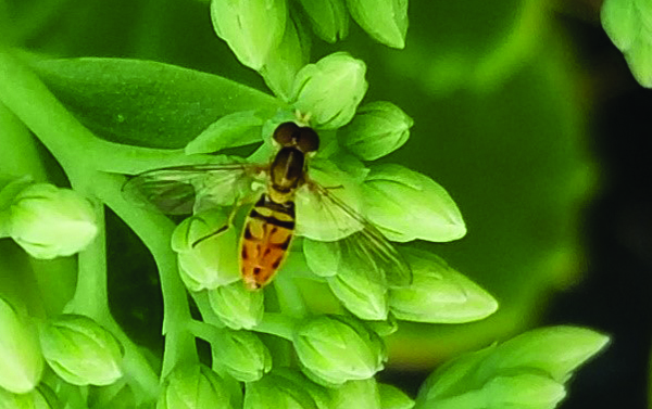 Baby bees are like baby gnats: full size - Honey Bee Suite