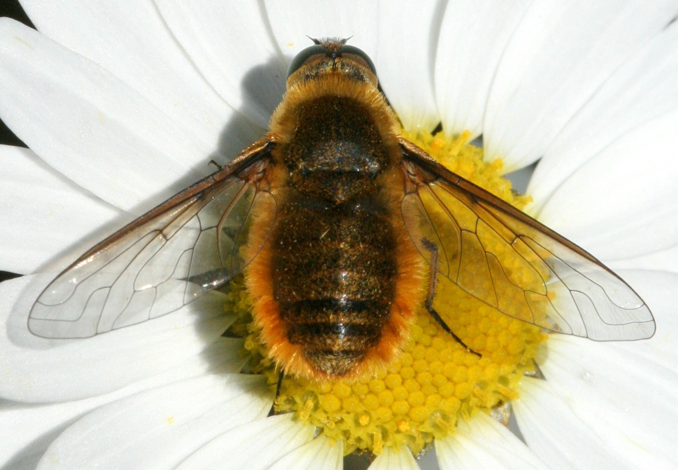 Fig4 BeeFly 