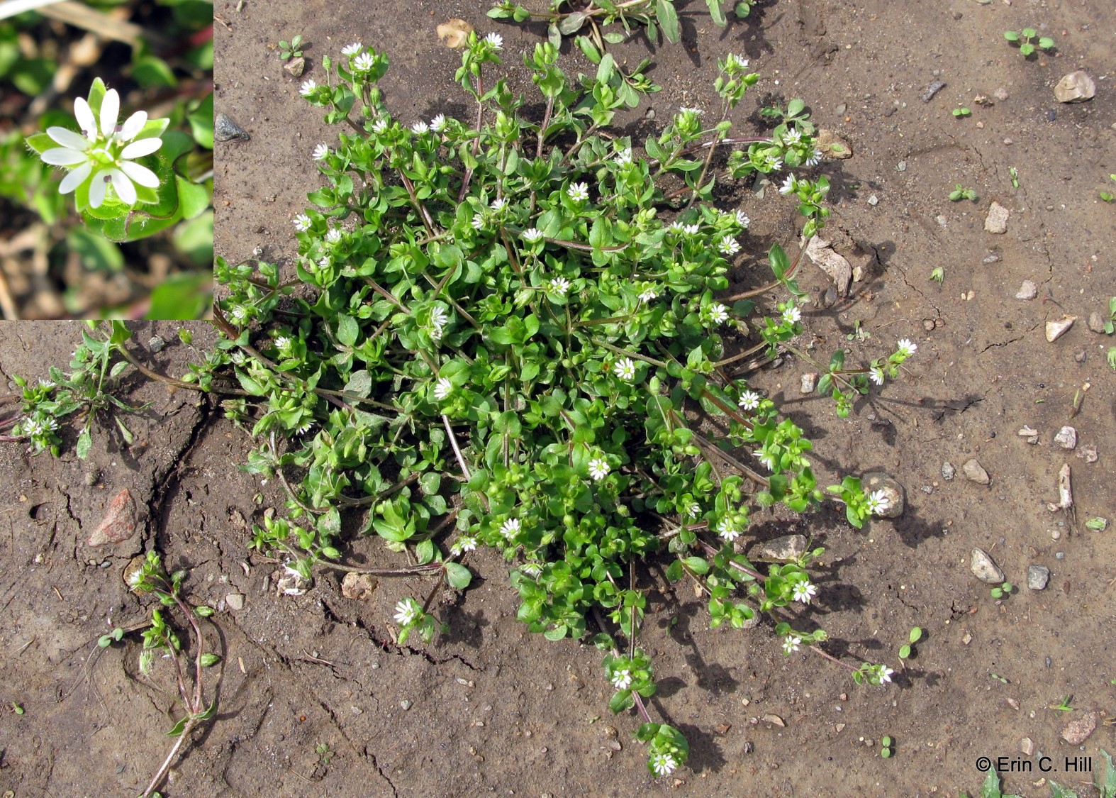 Common Lawn Weeds Chickweed