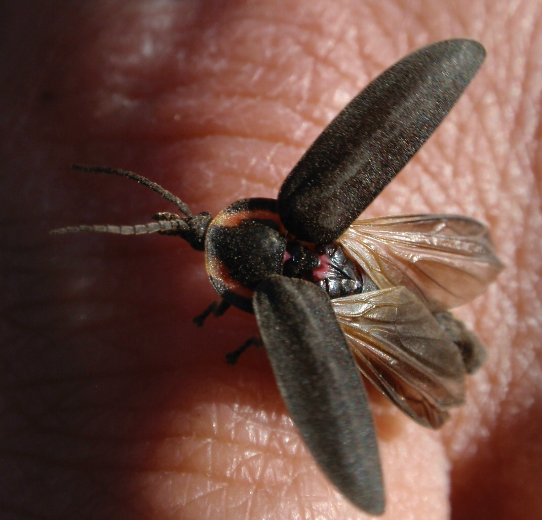 firefly insect flying