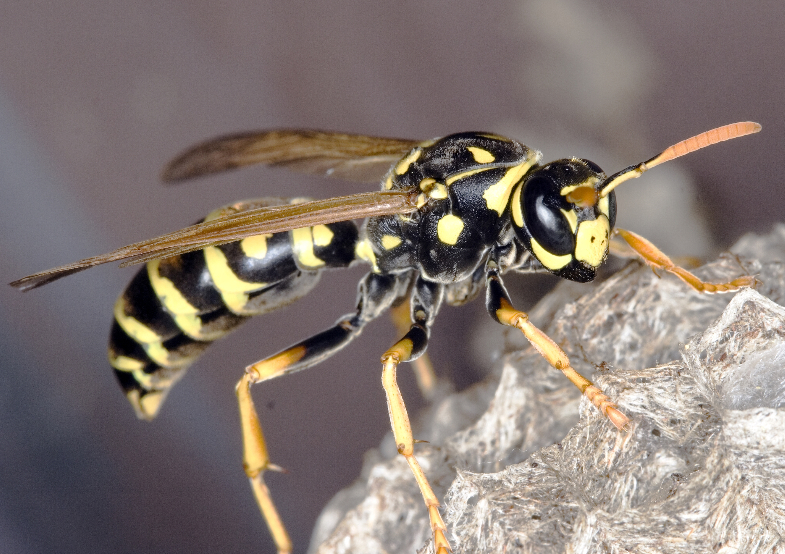 Bee, wasp or hornet nest: Which one is it? - Gardening in Michigan