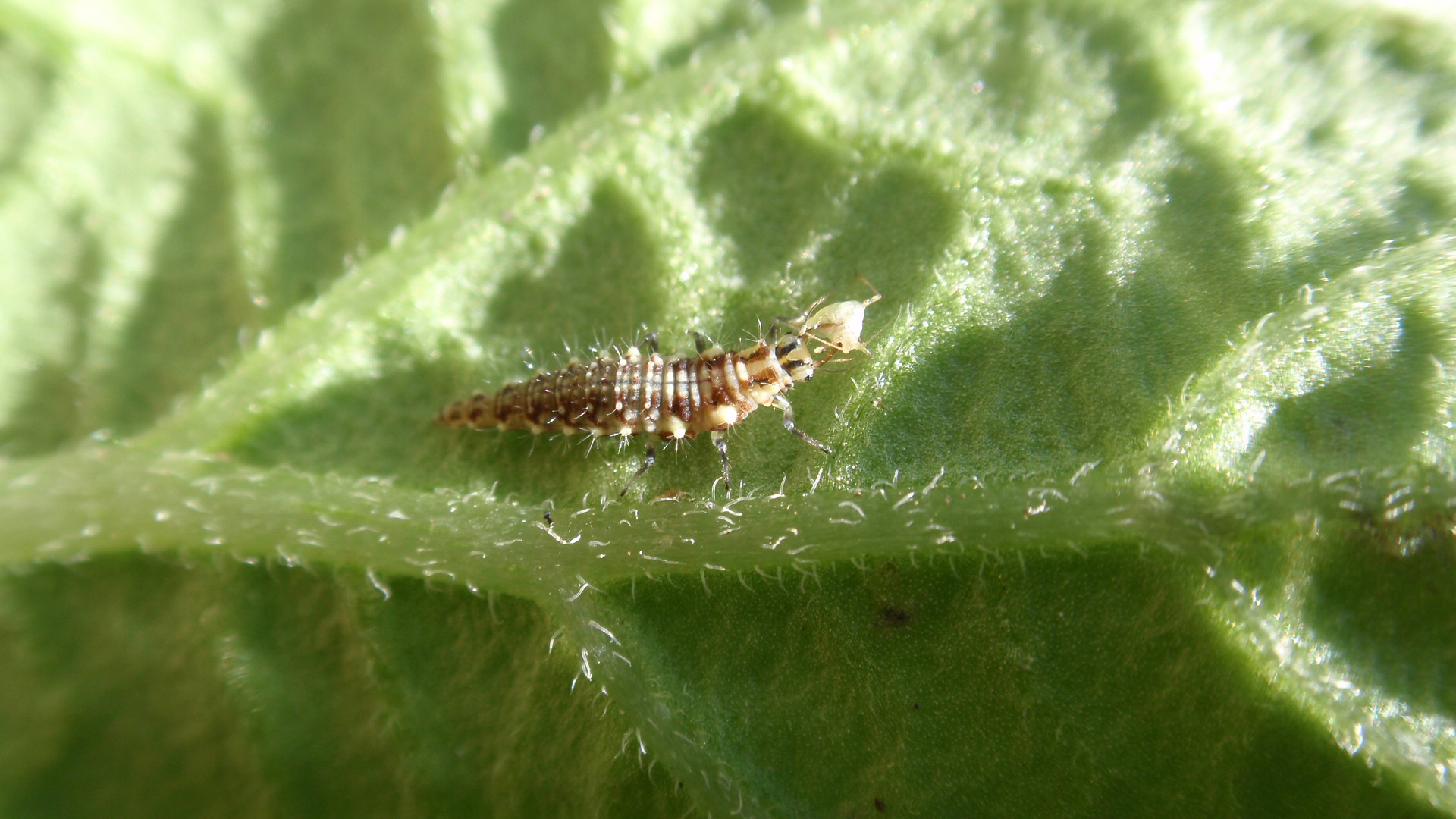 Michigan insects in the garden – Season 2 Week 9: Chrysopidae - Gardening  in Michigan