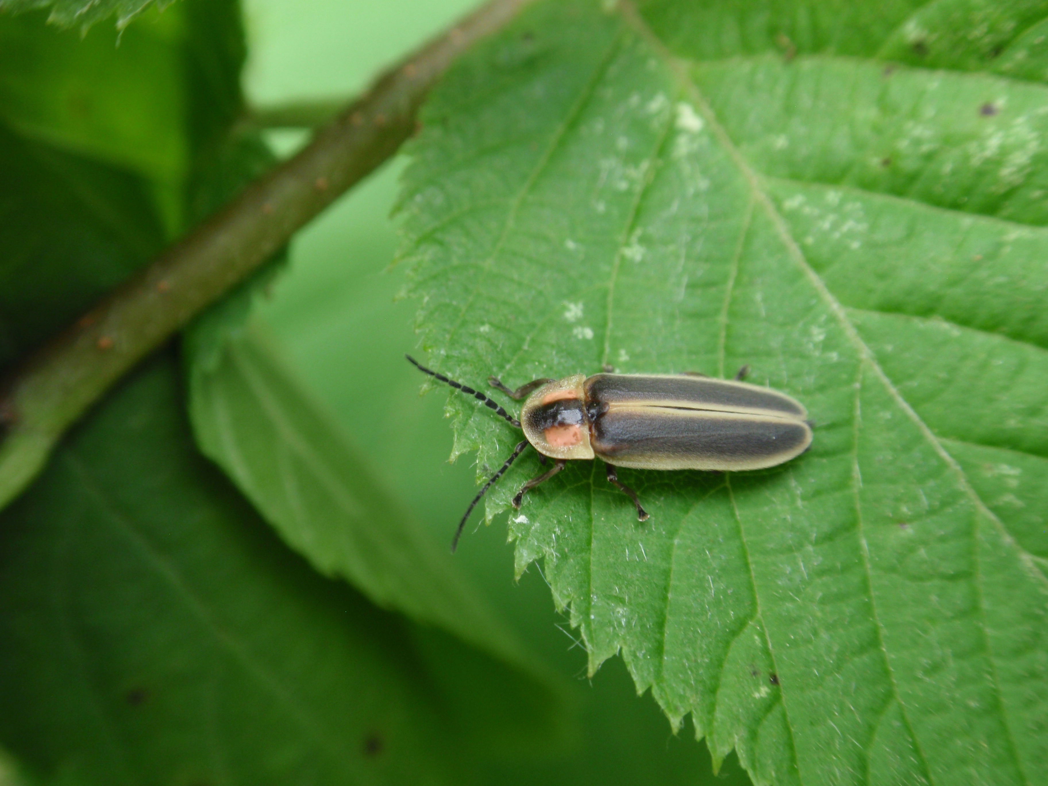 soldier beetle larvae