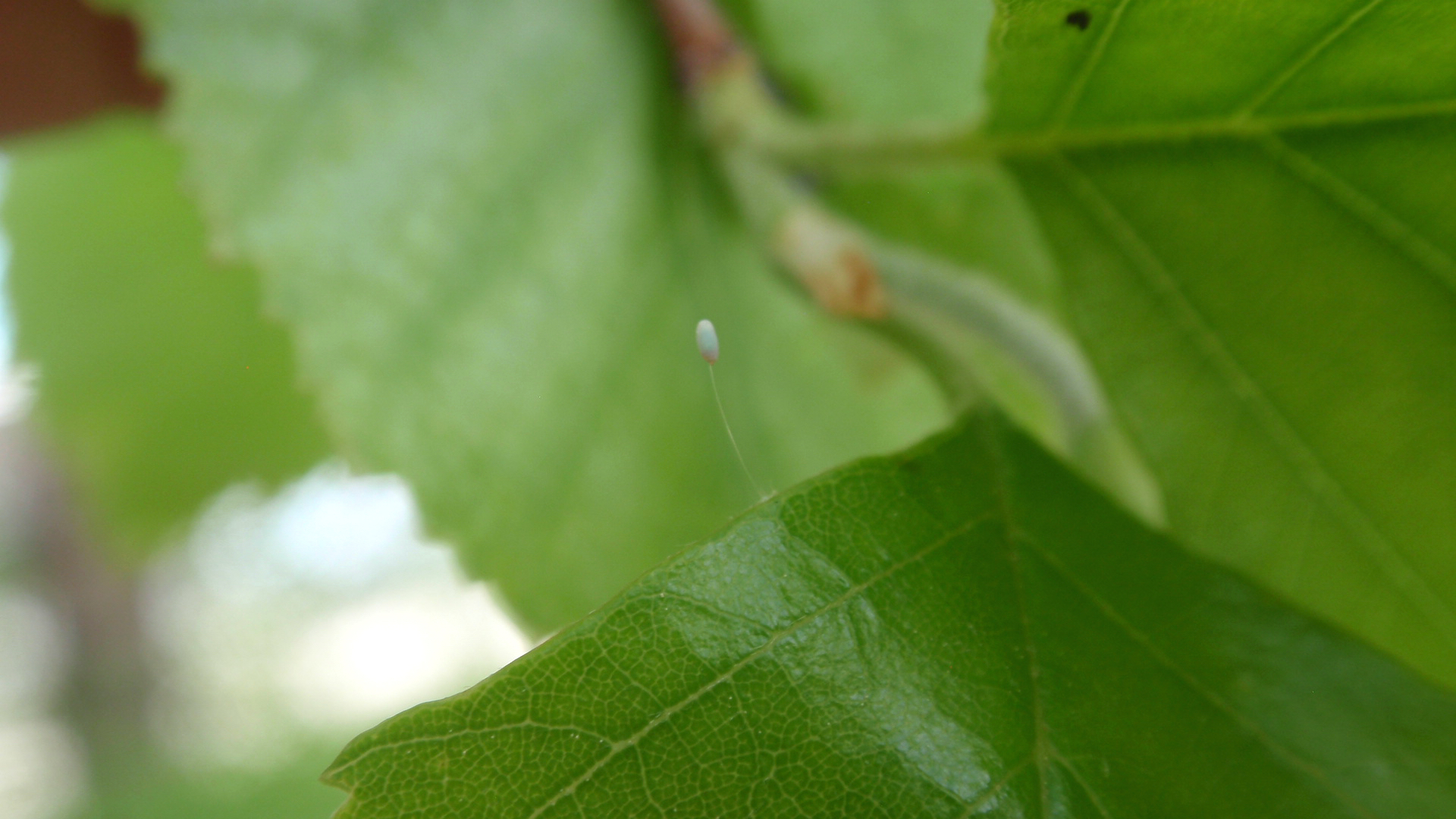 Michigan insects in the garden – Season 2 Week 9: Chrysopidae