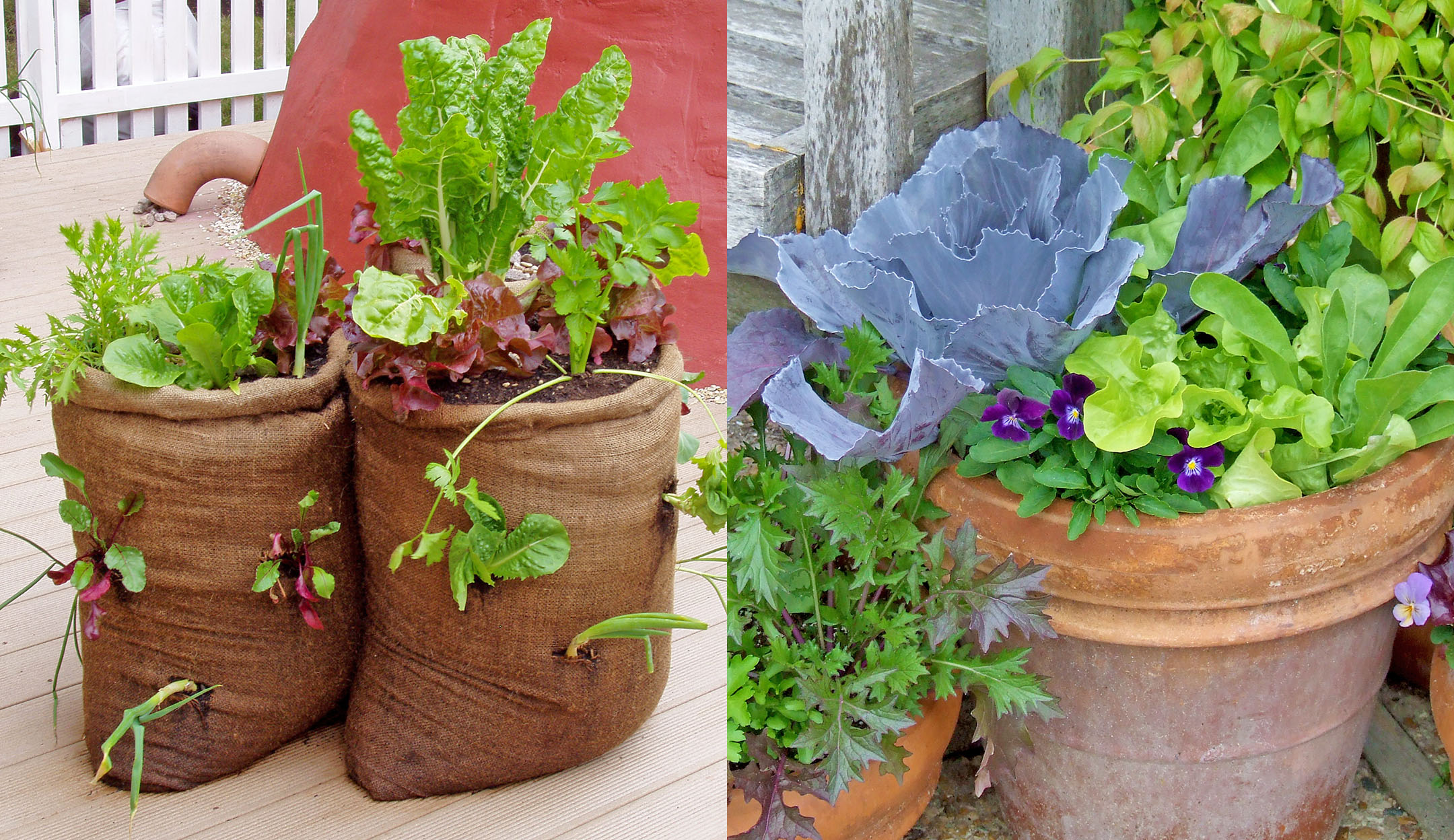 Vegetable container gardening - Gardening at USask - College of