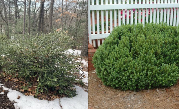 Identification Guide to Boxwood and its Lookalikes - Gardening in Michigan