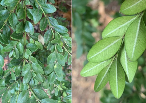 boxwood shrub varieties