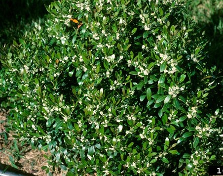 Identification Guide to Boxwood and its Lookalikes - Gardening in Michigan