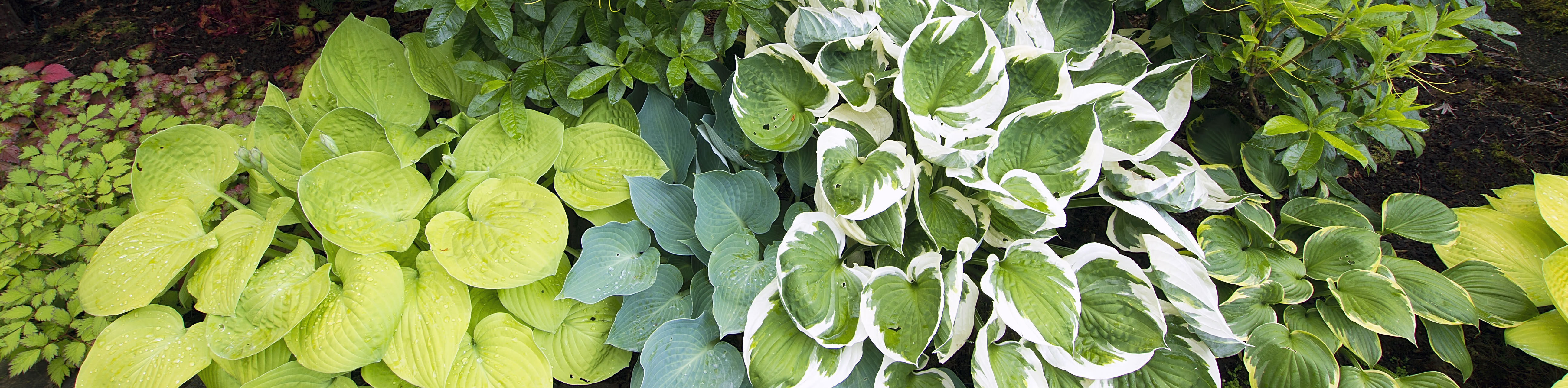 Hosta Pests and Diseases - Gardening in Michigan