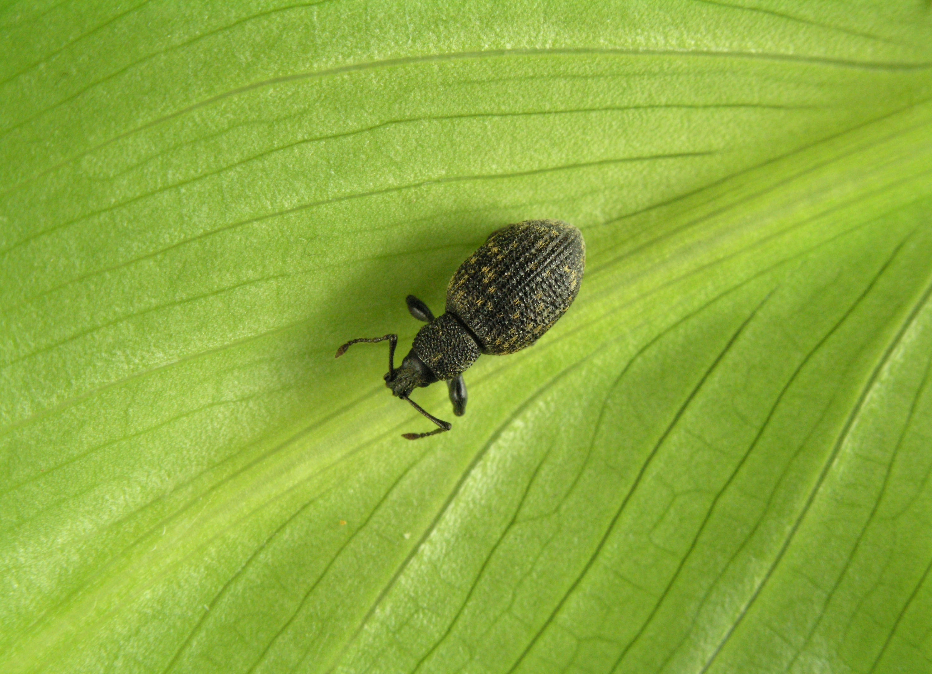 An adult black vine weevil on a hosta leaf.