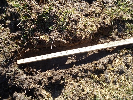 Hoofprint pasture damage caused by horses.