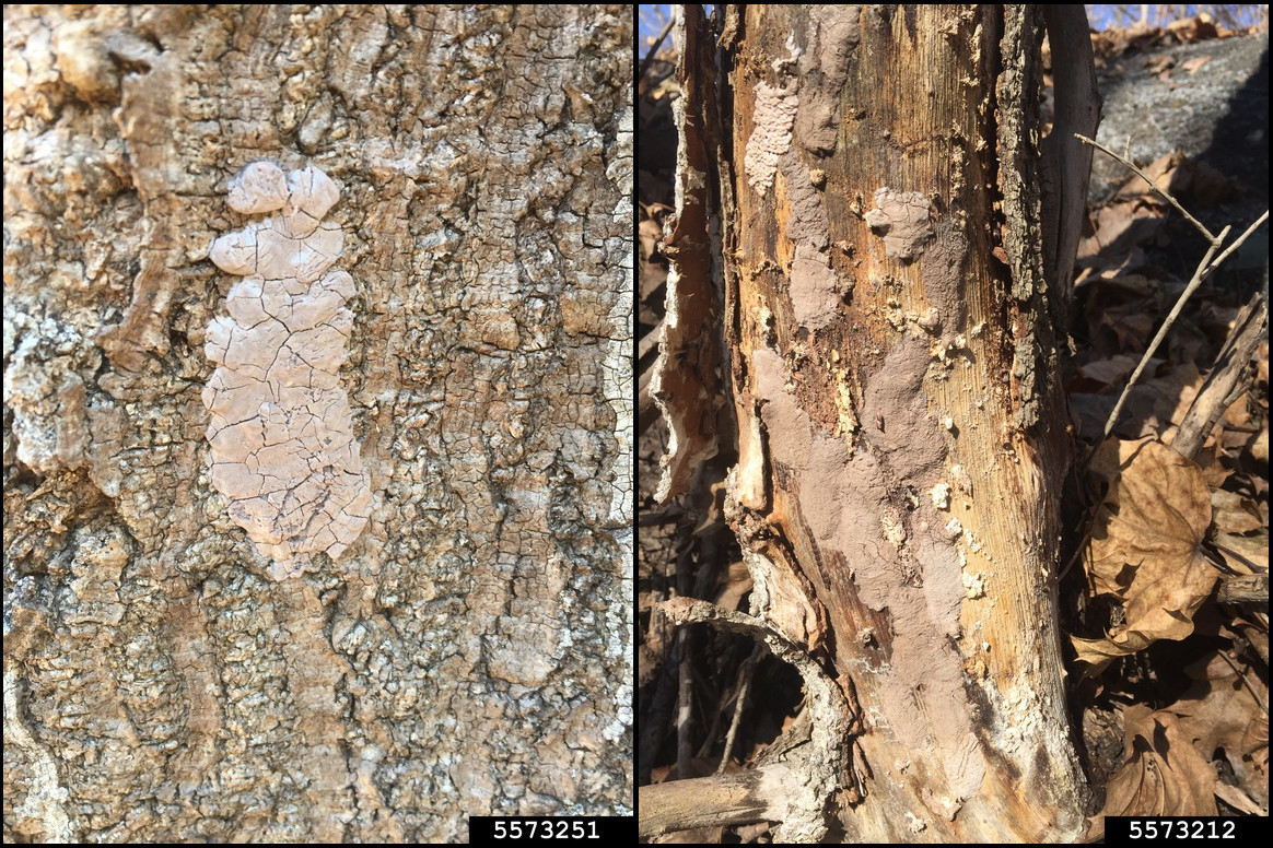 Egg masses of the spotted lanternfly