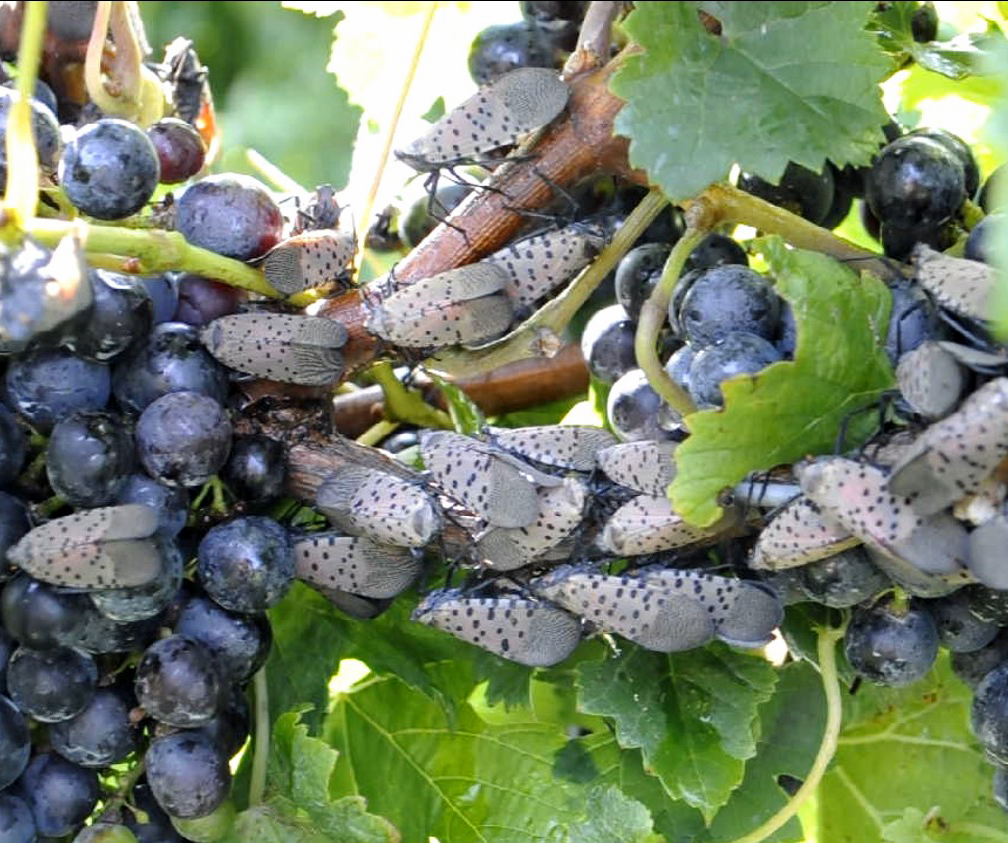 Invasive Spotted Lanternfly Workshop Held In Berrien County On March 6 ...