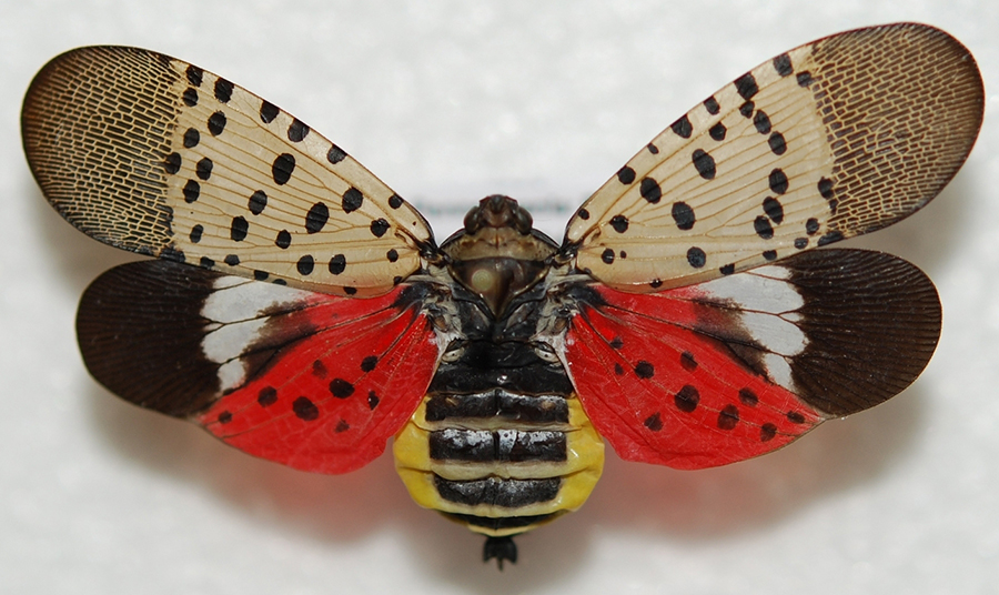 Spotted Lanternfly: A Colorful Cause for Concern - Invasive Species