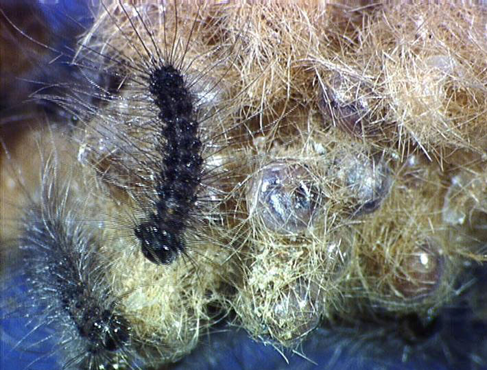 Spongy Moth Life Cycle Integrated Pest Management