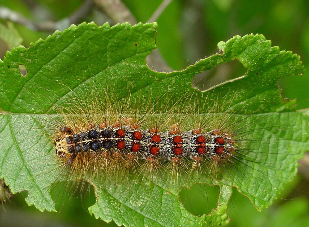 Treatment for spongy moth infestations over multiple Outer Banks