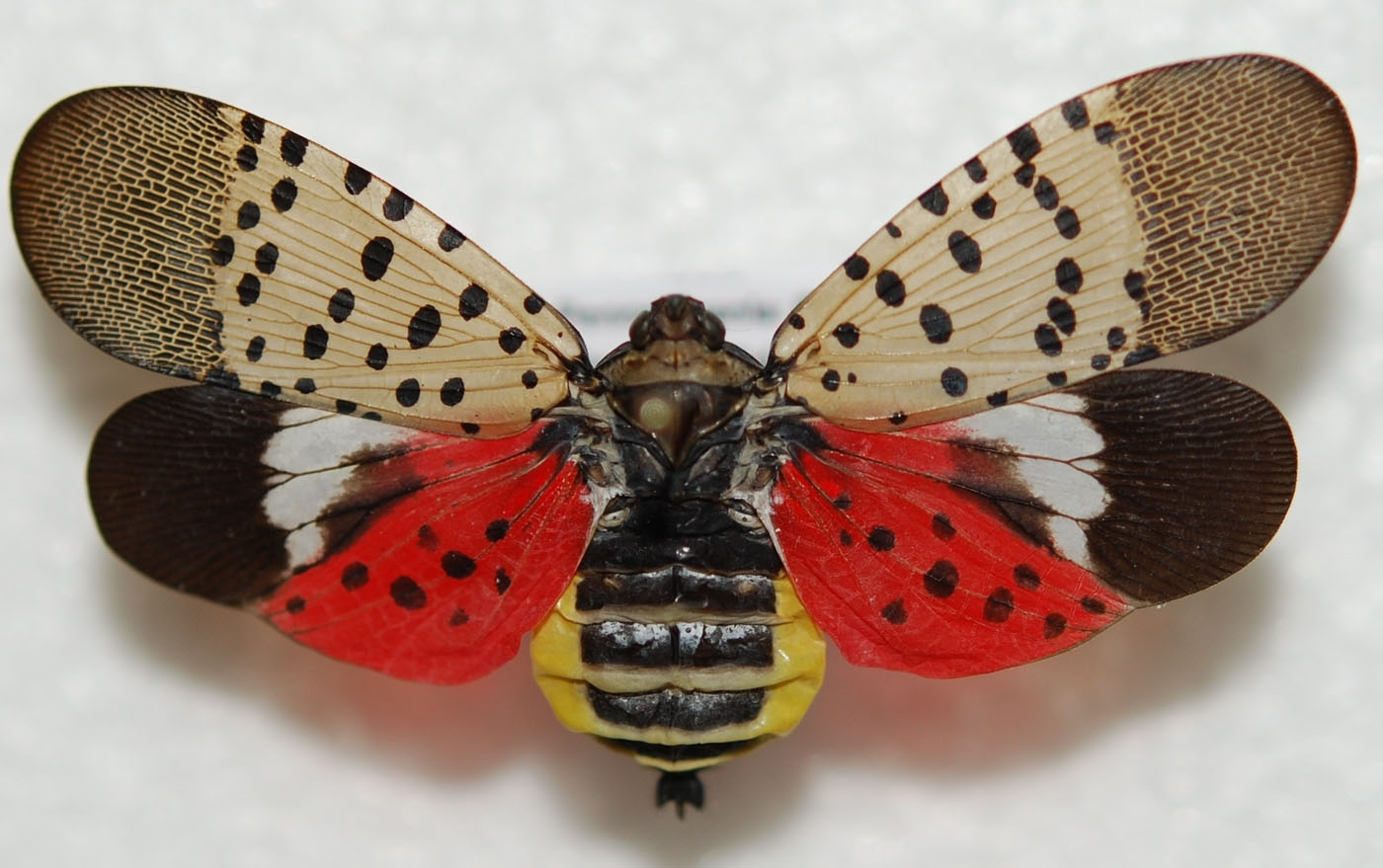 Spotted Lanternfly Biology - Integrated Pest Management