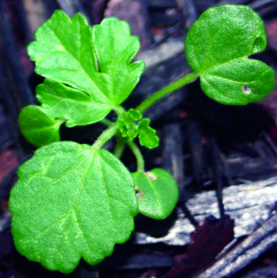 Venice mallow seedling