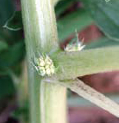 tumble pigweed flowers