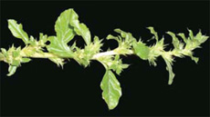 tumble pigweed foliage and flowers