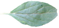 tumble pigweed leaf