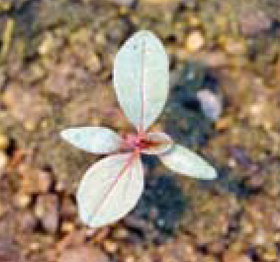 tumble pigweed seedling