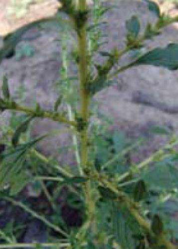 tumble pigweed whitish stems