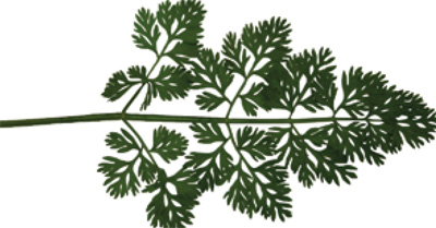 Wild carrot (Queen Anne's lace) – Daucus carota - Plant & Pest Diagnostics