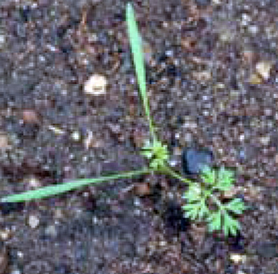 wild carrot seedling