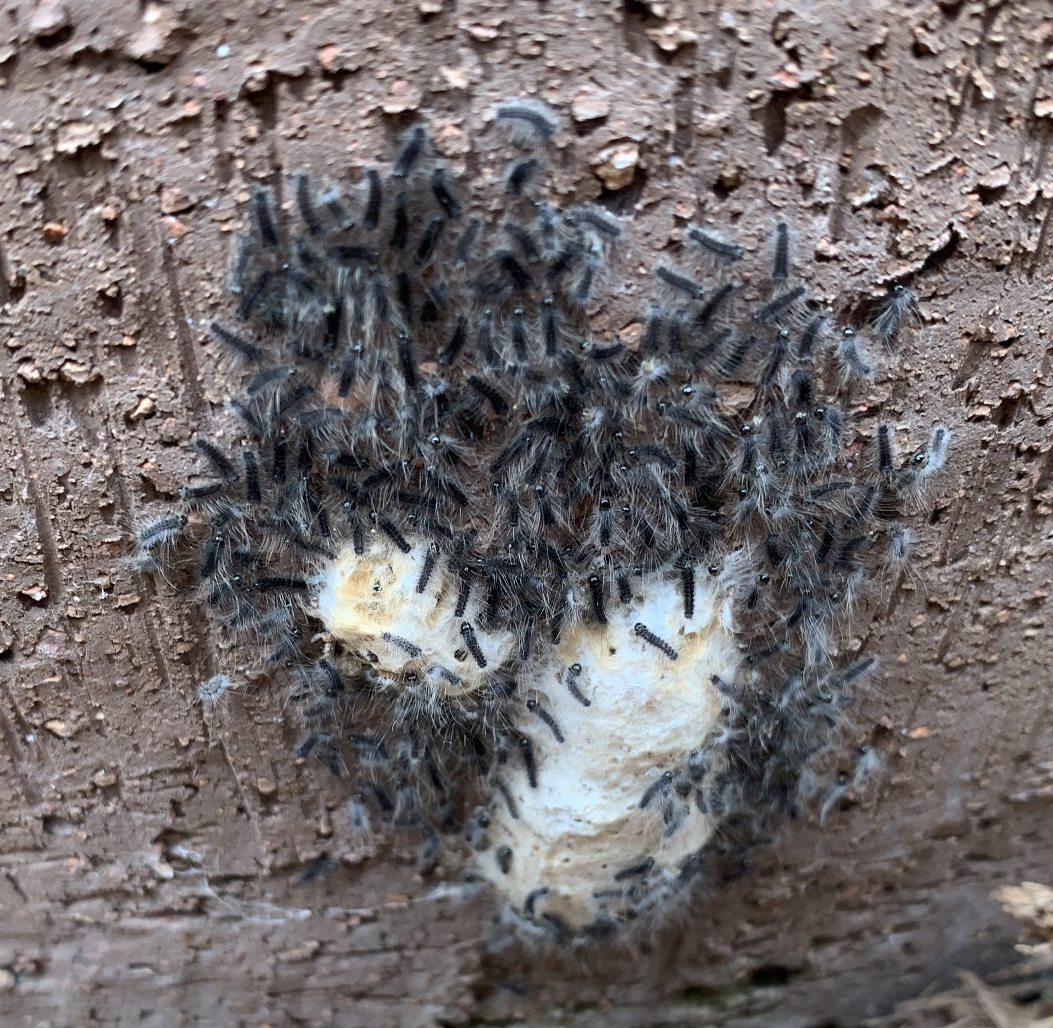 Gypsy moth outbreaks in Michigan Landscaping