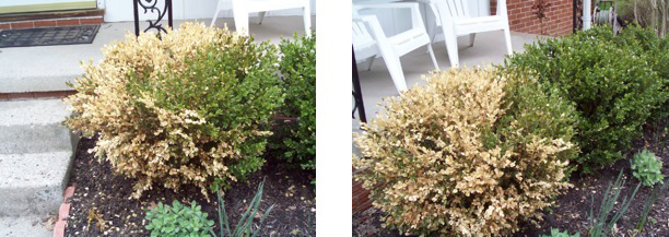 Browning Of Boxwood Is It Boxwood Blight Landscaping