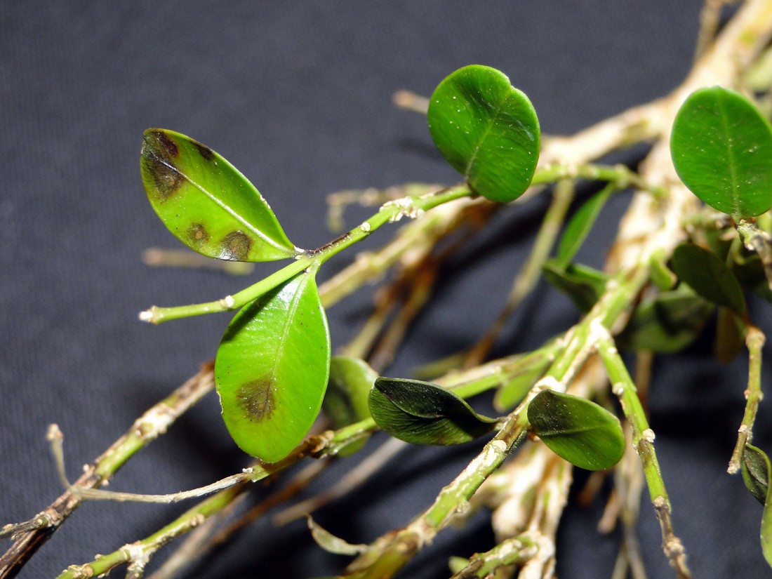 boxwood blight resistant varieties