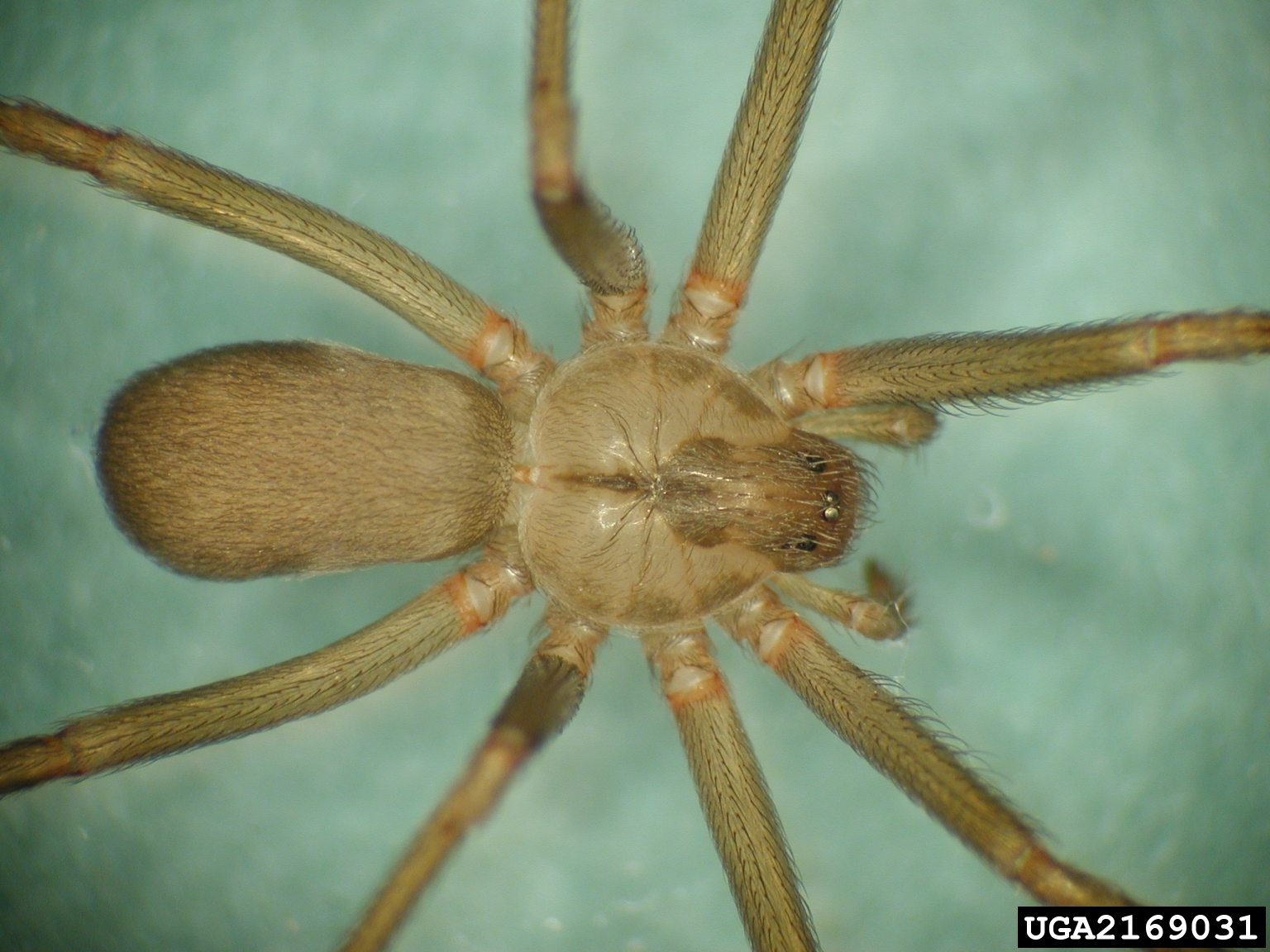 Aranha reclusa castanha, Loxosceles reclusa, (Sicariidae). Foto cortesia de Lisa Ames, Universidade da Geórgia, Bugwood.org