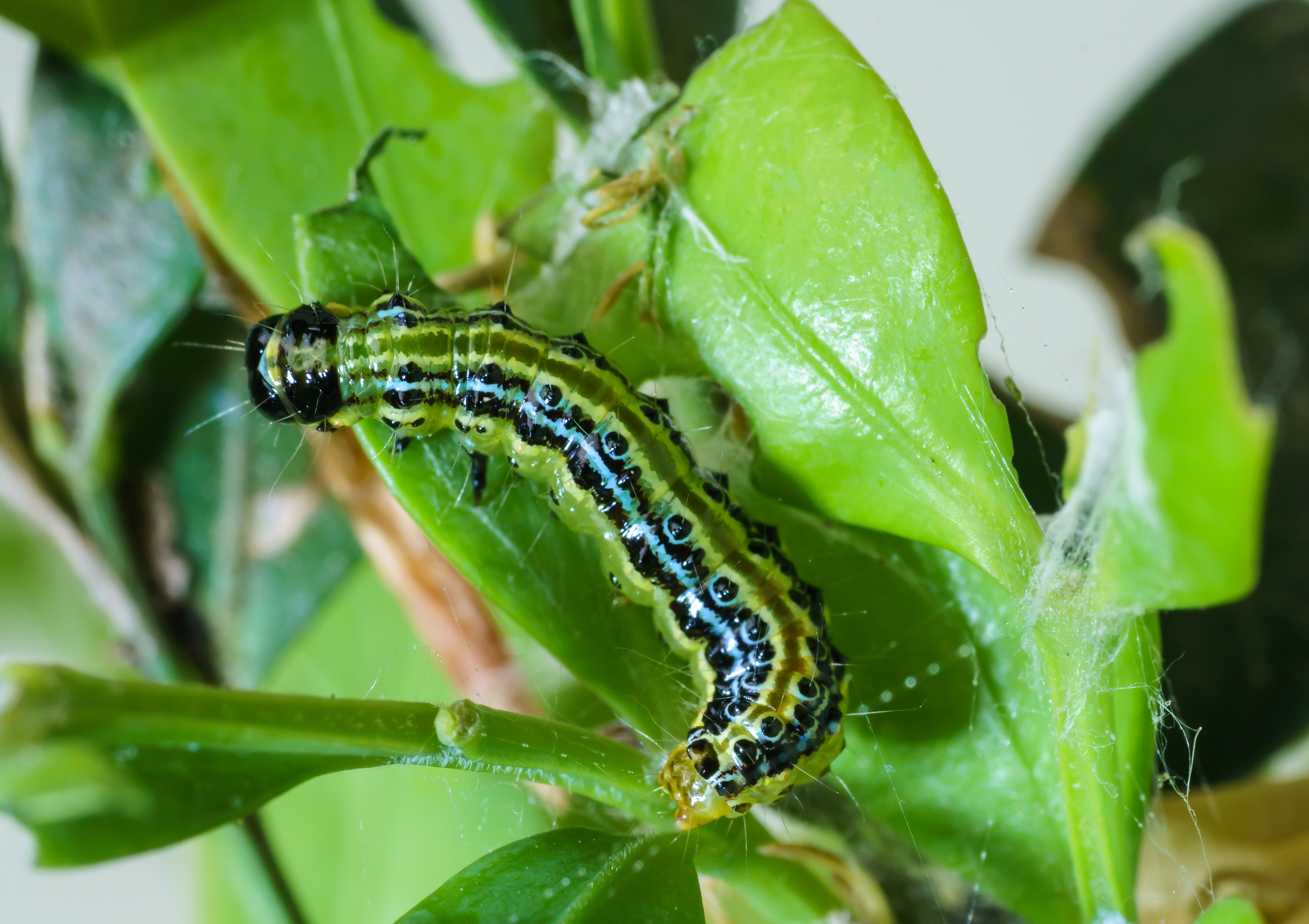 Caterpillar of box tree moth.