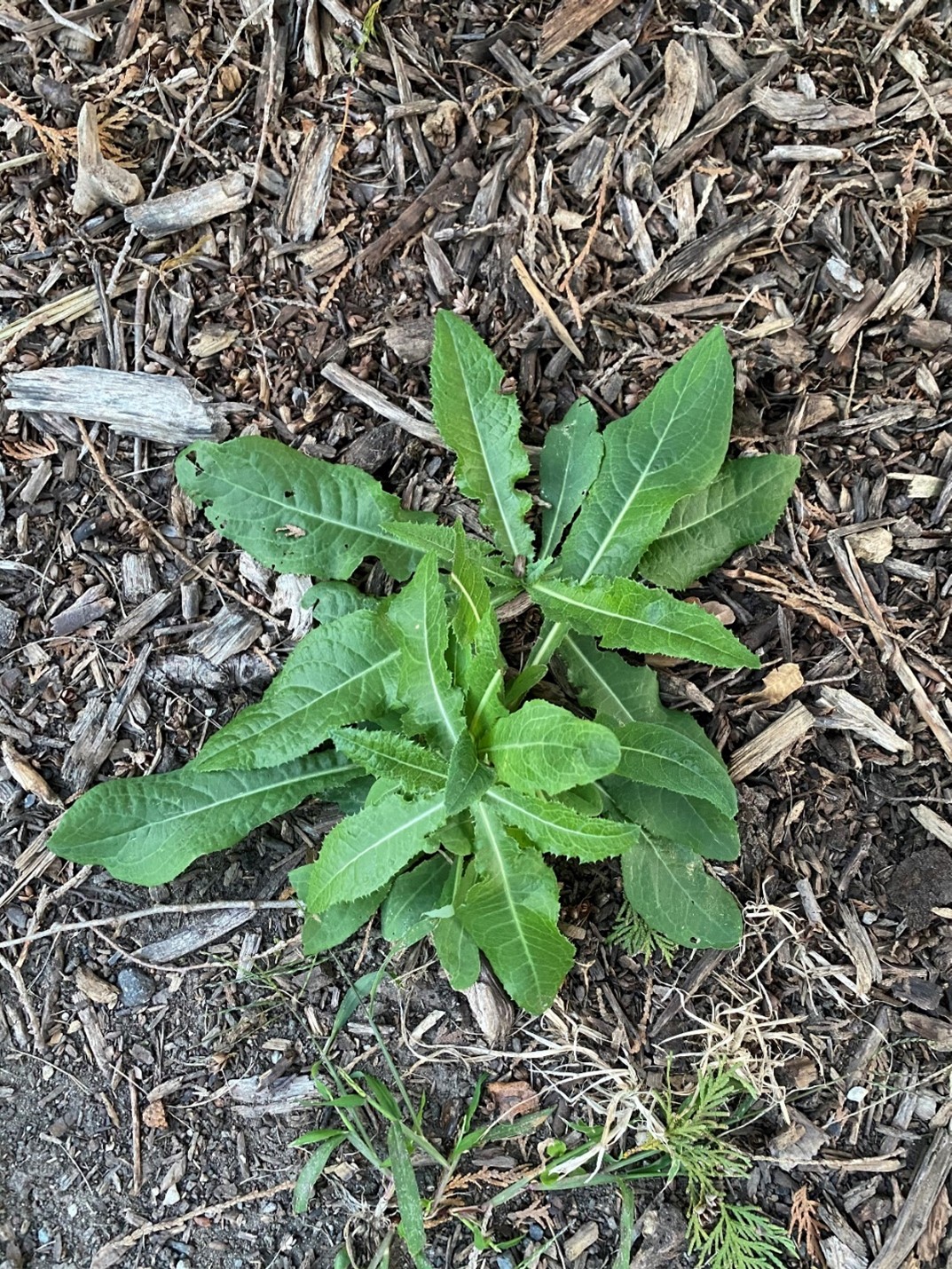 Plant identification? There’s an app for that—actually several ...