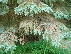 Why Blue Spruce Turns Green: Reasons For Green Needles On A Blue Spruce  Tree